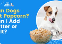 Can Dogs Eat Popcorn? Can I Add Butter or Salt?