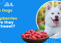 Can Dogs Eat Raspberries? Are they too Sweet?