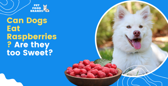 Can Dogs Eat Raspberries? Are they too Sweet?
