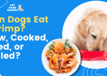 Can Dogs Eat Shrimp? Raw, Cooked, Fried, or Boiled?