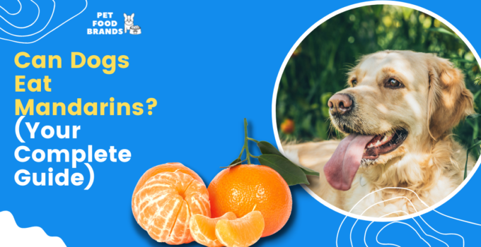 Can Dogs Eat Mandarins? (Know the Facts!)