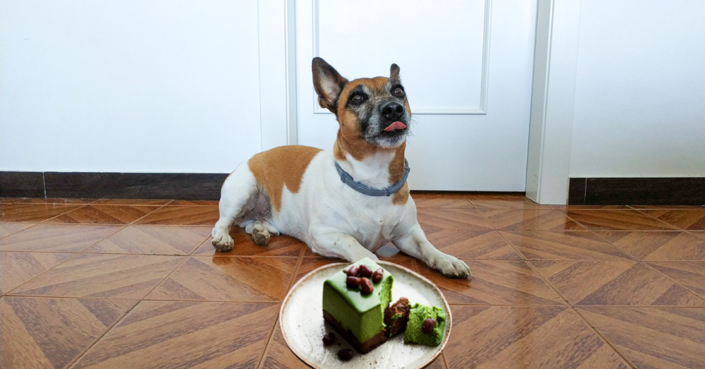 Are There Any Side Effects Of Giving Matcha To Dogs?
