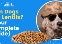 Can Dogs Eat Lentils? (Complete Guide!)