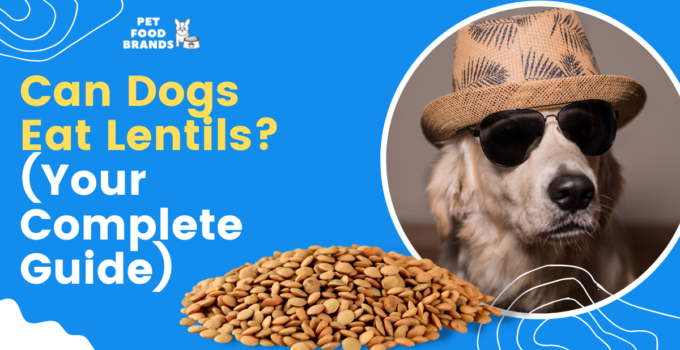 Can Dogs Eat Lentils? (Complete Guide!)