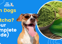 Can Dogs Have Matcha? (Complete Guide!)