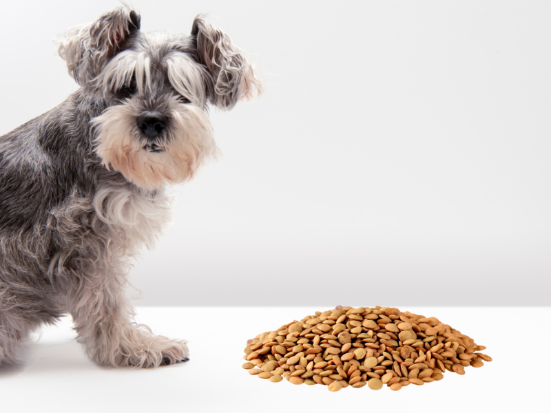 How to Serve Lentils to Your Dog?
