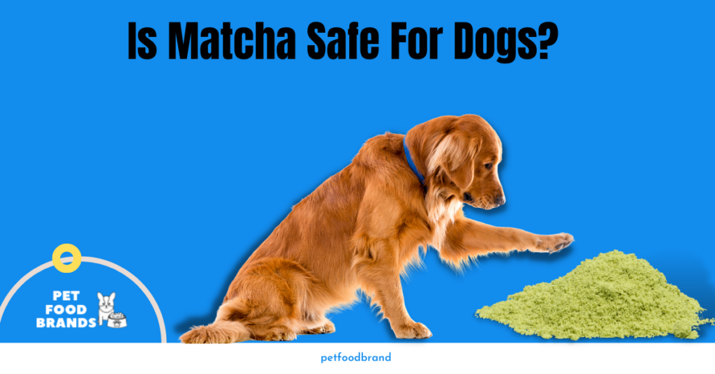 Is Matcha Safe For Dogs