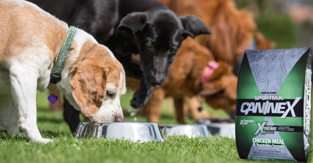 5 Factor Detailed Analysis Of CanineX Dog Food