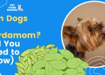 Can Dogs Eat Cardamom? (All You Need to Know)