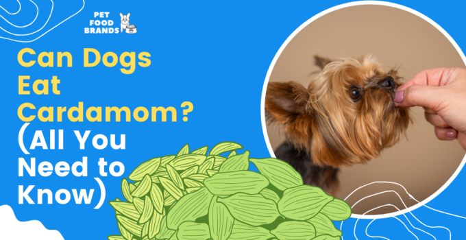 Can Dogs Eat Cardamom? (All You Need to Know)