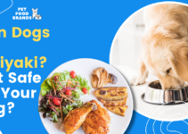 Can Dogs Eat Teriyaki? | Is it Safe for your Dog?
