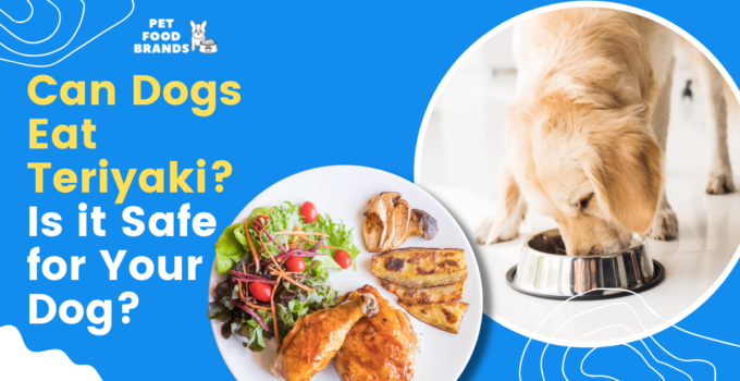 Can Dogs Eat Teriyaki? | Is it Safe For Your Dog?