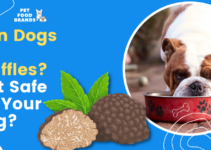 Can Dogs Eat Truffles? | Is it Safe for Your Dog?