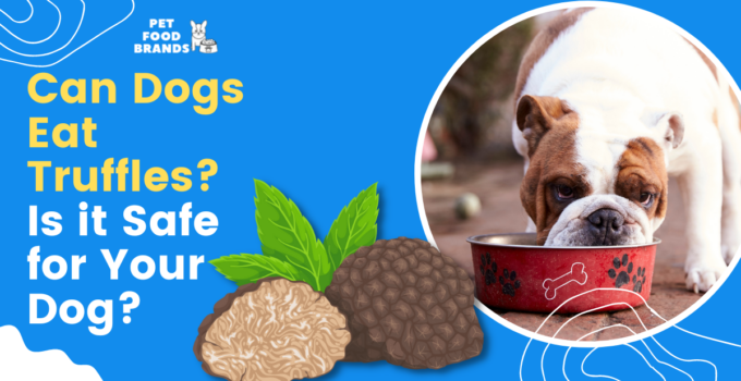 Can Dogs Eat Truffles