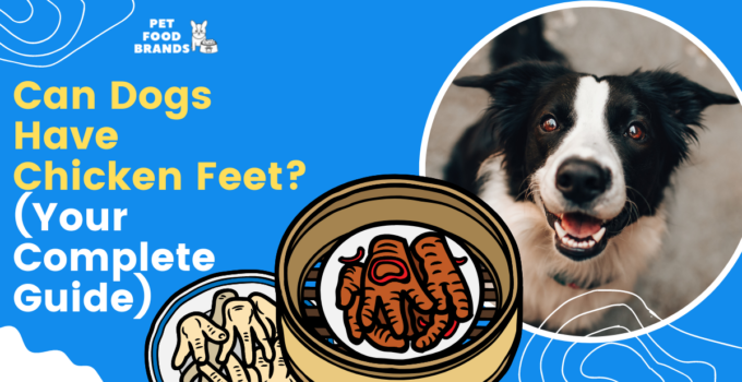 Can Dogs Have Chicken Feet? (Your Complete Guide)