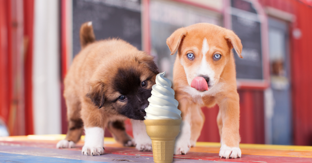 Should You Give Frozen Yogurt To Puppies?