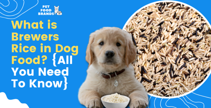 What is Brewers Rice in Dog Food? {All You Need To Know}