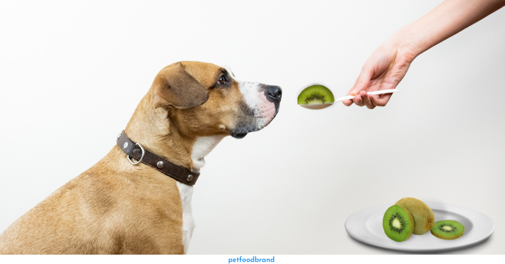 Are There Any Health Concerns With Feeding Dogs Kiwi?