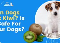 Can Dogs Eat Kiwi? Is it Safe For Your Dogs?