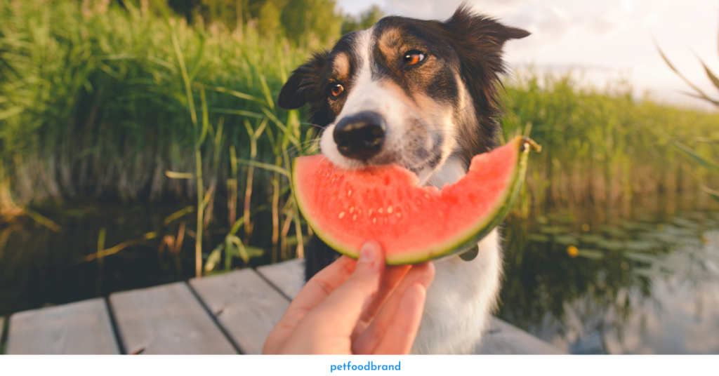 Can Dogs Eat Fruits?