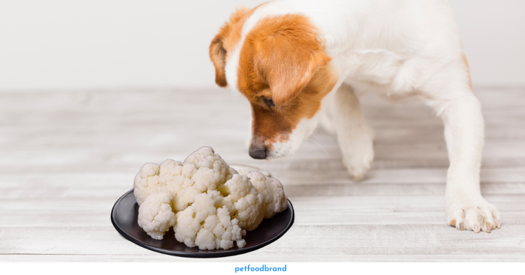 How Much Cauliflower Can Dogs Eat?