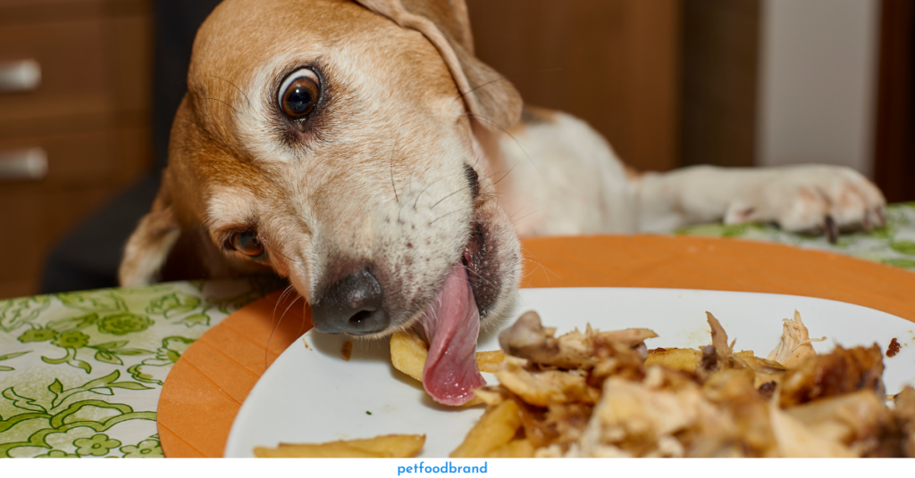 Know Everything About Cooked Dog Food For Your Pet Dogs