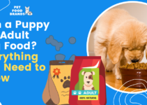 Can a Puppy Eat Adult Dog Food? Everything You Need to Know