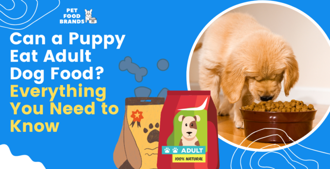 can a puppy eat adult dog food