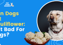 Can Dogs Eat Cauliflower: Is it Bad for Dogs?