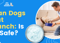 Can Dogs Eat Ranch: Is it Safe?