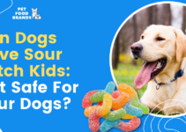 Can Dogs Have Sour Patch Kids: Is it Safe For Your Dogs?