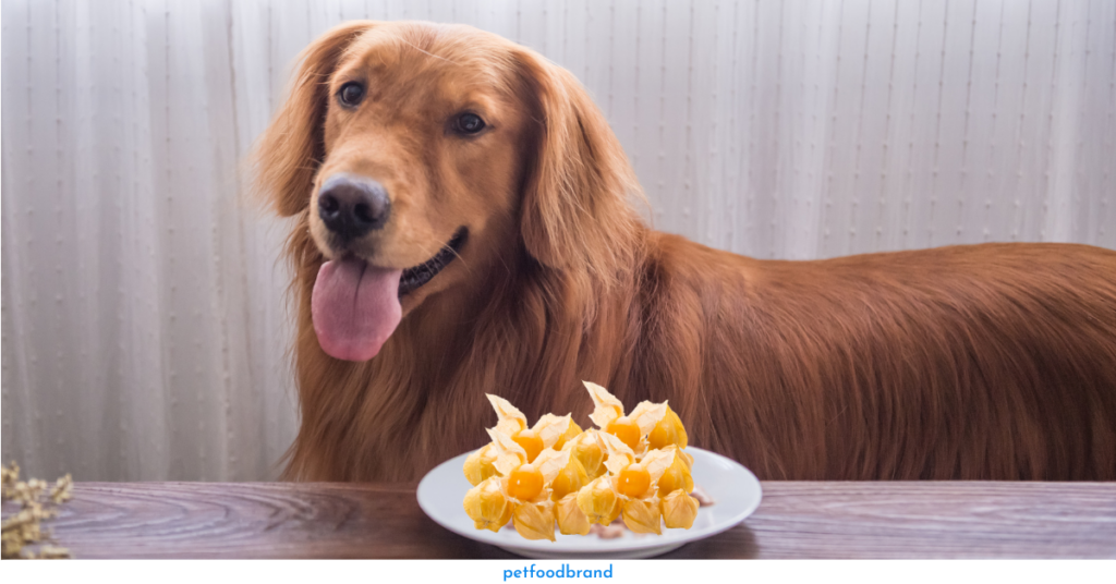 Are There Any Health Benefits Of Golden Berries For Dogs