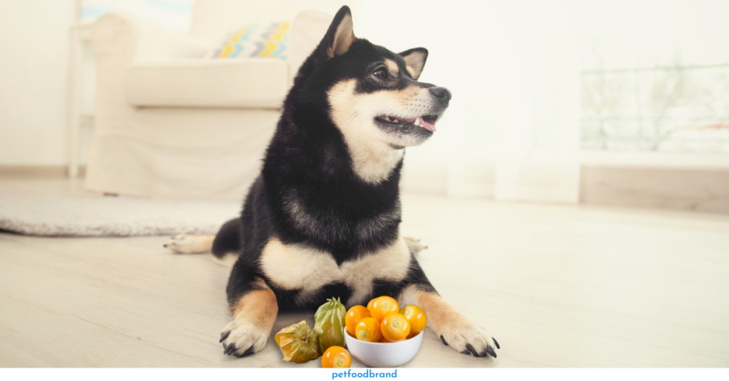 Can Dogs Consume Golden Berries