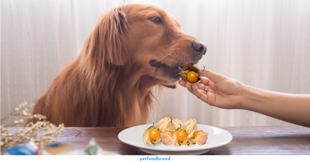 How to Feed Golden Berries to a Dog