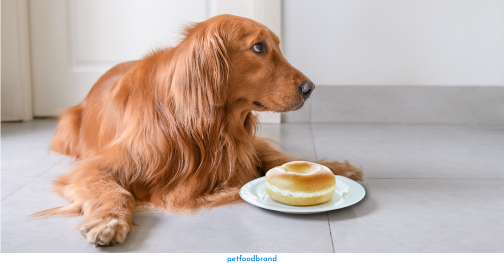 Is it Safe For Dogs to Eat Everything Bagels