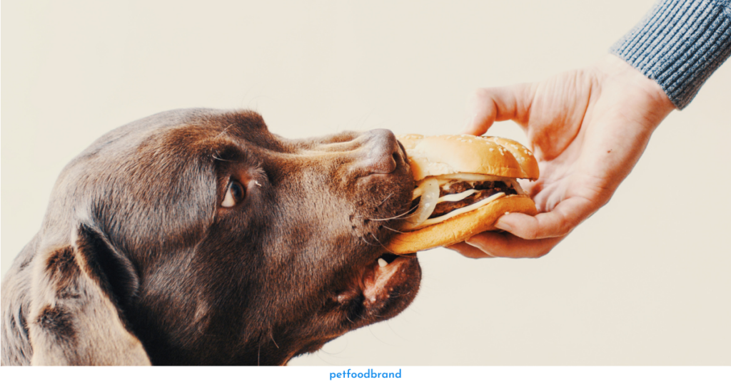 What Could Jeopardize Dogs' Health When They Eat Everything Bagels