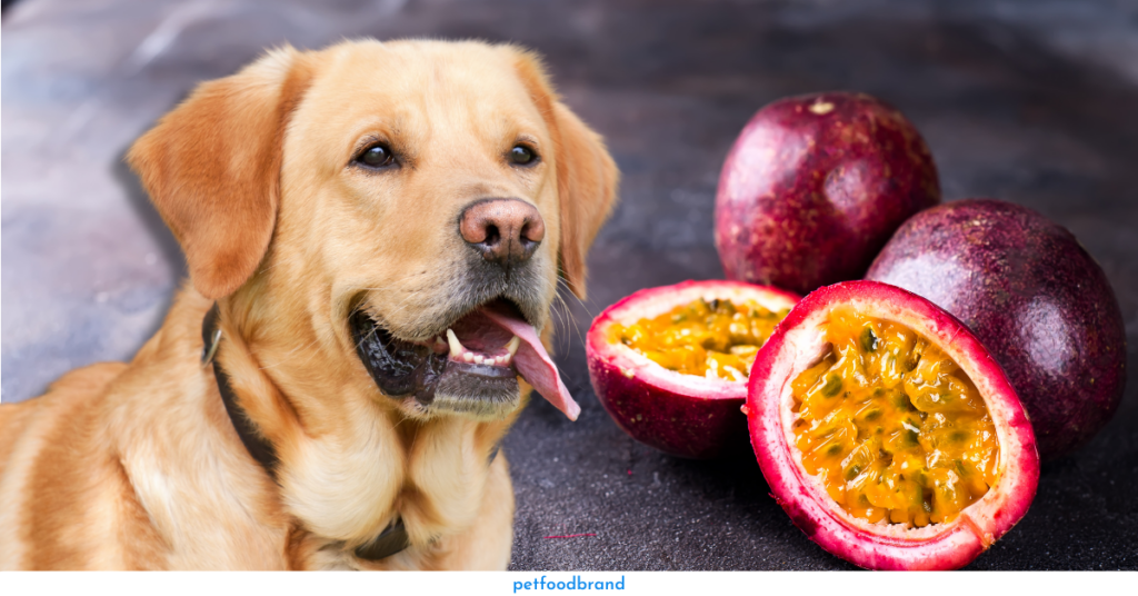 What are the Risks for Dogs From Eating Passion Fruit