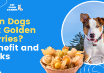 Can Dogs Eat Golden Berries? Benefit and Risks