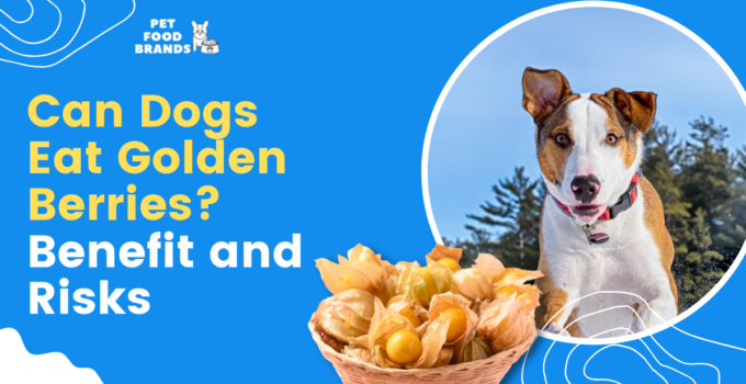 can dogs eat golden berries