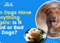 Can Dogs Have Everything Bagels: Is it Good or Bad for Dogs?