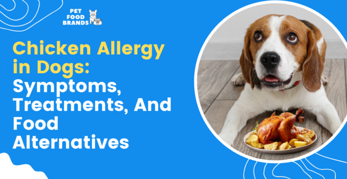 Chicken Allergy in Dogs: Symptoms, Treatments, and Food Alternatives
