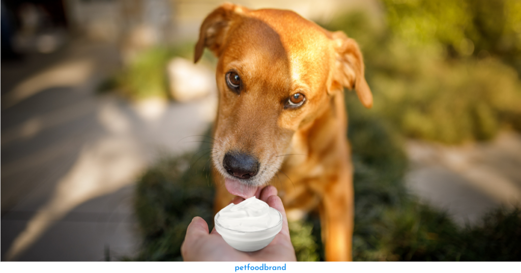 Benefits of Giving Activia Yogurt to Dogs