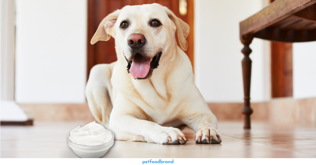 Is it Safe For Dogs to Eat Activia Yogurt