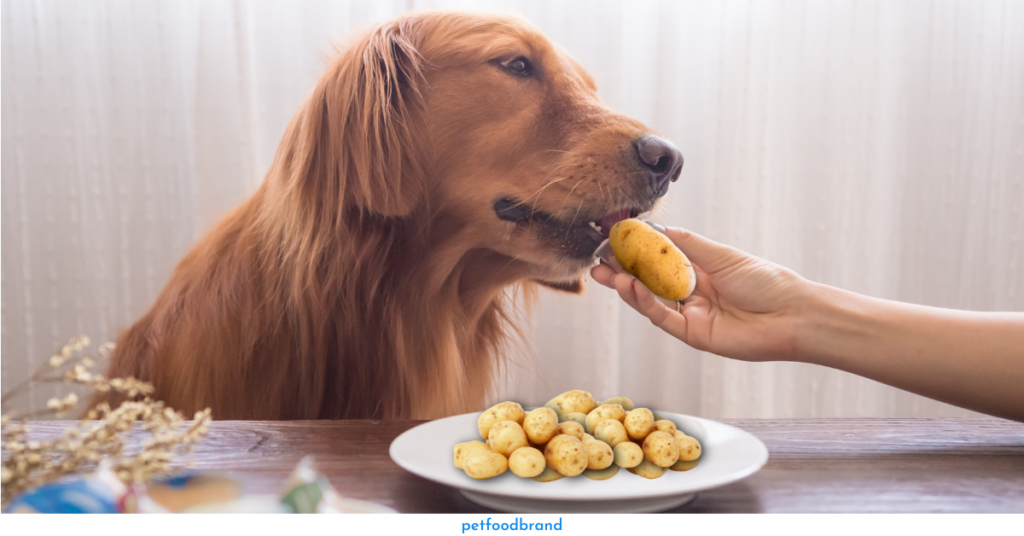 Should You Never Feed Potatoes to Your Dogs