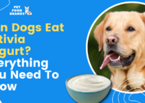 Can Dogs Eat Activia Yogurt? Everything You Need to Know